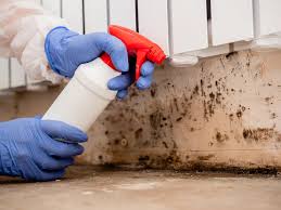 Mold Odor Removal Services in Rantoul, IL